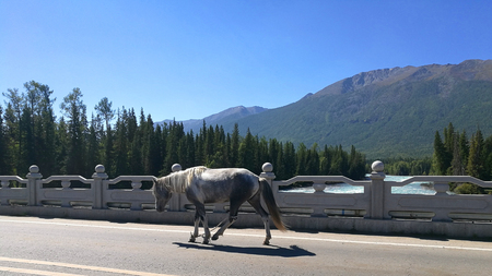 Horses in Kanasの写真素材