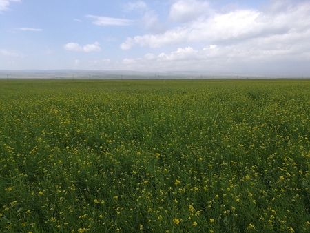 Rape flower fields in Qinghai Lakeの写真素材
