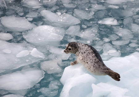 Harbour Seal on an icebergの写真素材