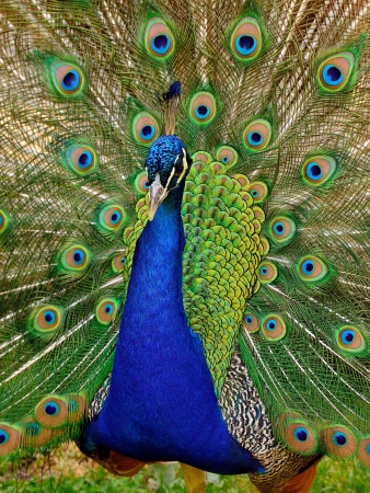 Beautiful Peacock with open feathersの写真素材