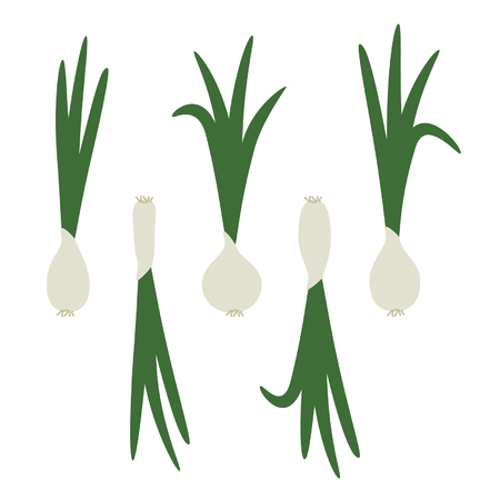 Onions - vector illustrationのイラスト素材