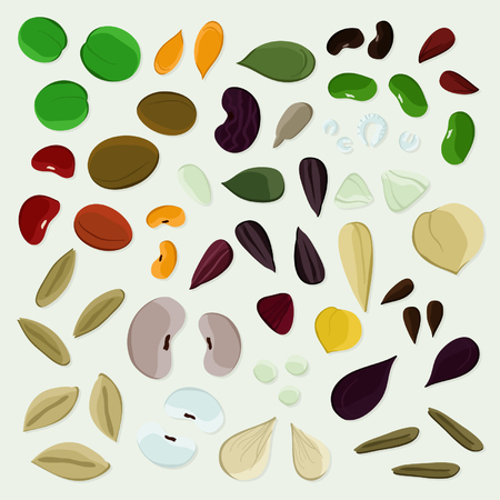 Set of various seeds - vector illustrationのイラスト素材