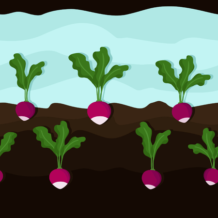 Growing radish - vector backgroundのイラスト素材
