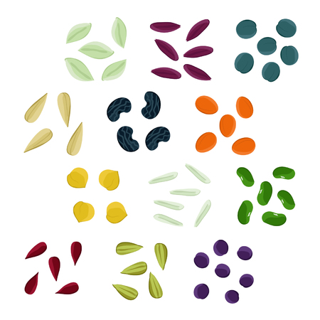 Set of various seeds - vector illustrationのイラスト素材