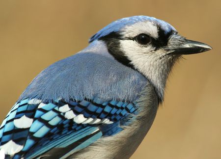 Blue Jayの写真素材