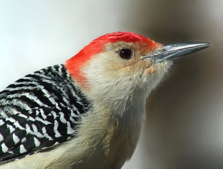 Red-bellied Woodpeckerの写真素材