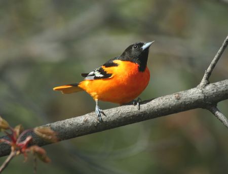 Baltimore Oriole
