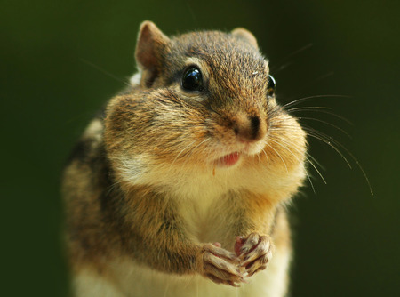 Chipmunkの写真素材
