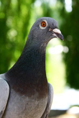 a pigeon gazing aroundの写真素材