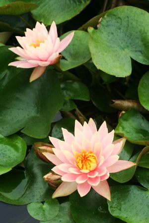 a beautiful waterlily の写真素材