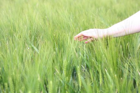 a walk through the elysiumの写真素材