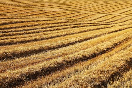 gold field during a sunny summer dayの写真素材