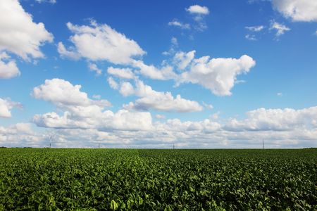 green field during a sunny summer dayの写真素材