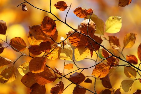 the warm colors of autumn are knocking on the doorの写真素材