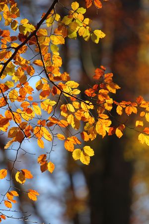 the warm colors of autumn are knocking on the doorの写真素材