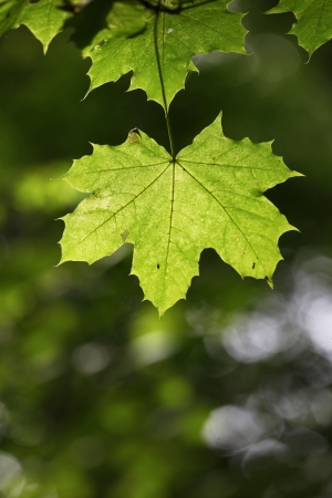 Last ray of light on leafs during the beginning of autumnの写真素材