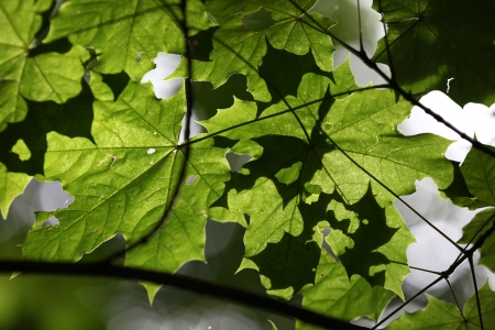Last ray of light on leafs during the beginning of autumnの写真素材