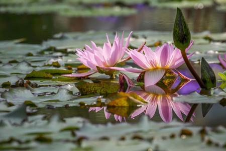 Beautiful water lilies with reflection in a pondの写真素材