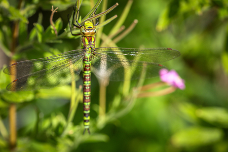 Beautifyl dragonfly hanging on a plant in the sunの写真素材