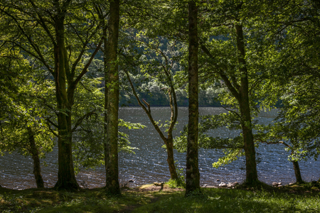 trees around a loch in Scotlandの写真素材