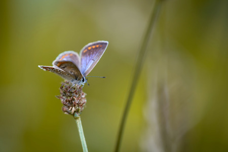 Butterfly hanging on grass seedの写真素材
