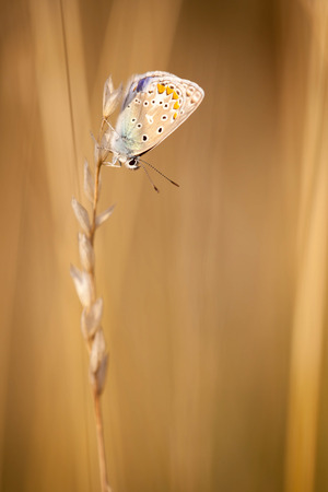 Butterfly hanging on a grass seed at sunsetの写真素材