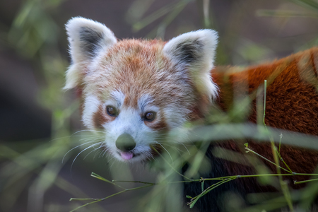 Portrait of a cute red panda in a zoo.の写真素材