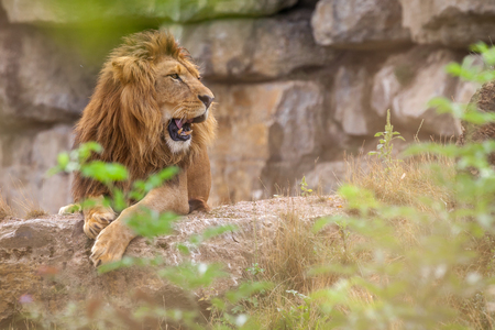 Portrait of an old lion living in captivity in a zoo.の写真素材
