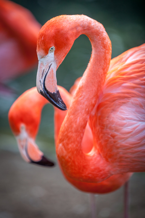 Portrait of flamingos living in captivity.の写真素材