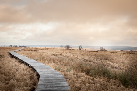 Autumn view of the Hautes Fagnes on top of Belgium in Wallonia.の写真素材