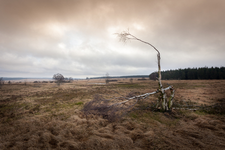 Autumn view of the Hautes Fagnes on top of Belgium in Wallonia.の写真素材