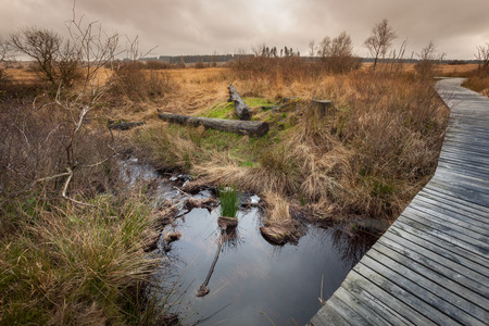 Autumn view of the Hautes Fagnes on top of Belgium in Wallonia.の写真素材