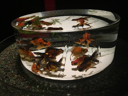 fish tankの写真素材