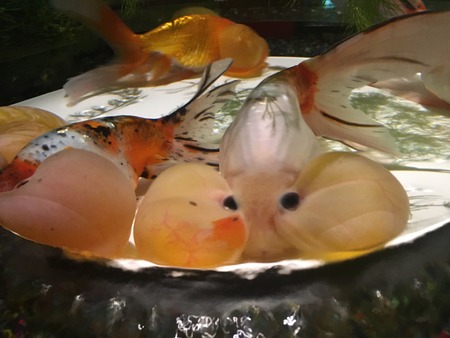 gold fishの写真素材