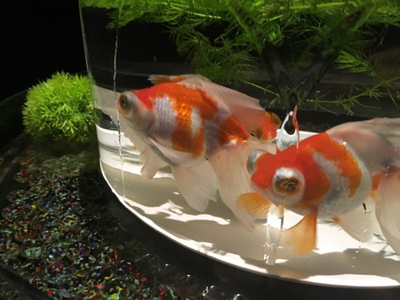 gold fishの写真素材