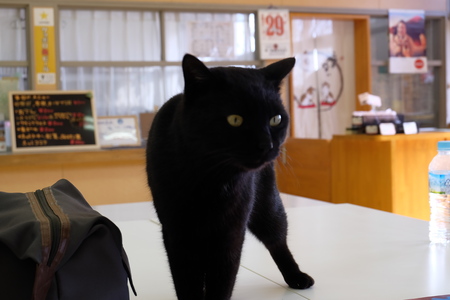 black catの写真素材