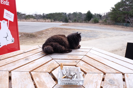 black cat on a tableの写真素材