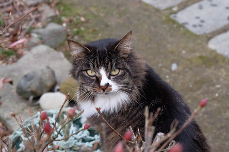 cat lookingの写真素材