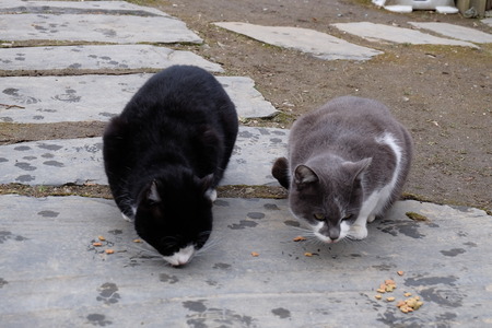 cats eatingの写真素材