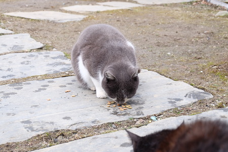 cat eatingの写真素材
