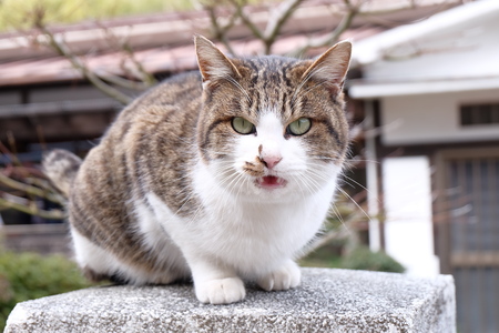 cat on a cat islandの写真素材