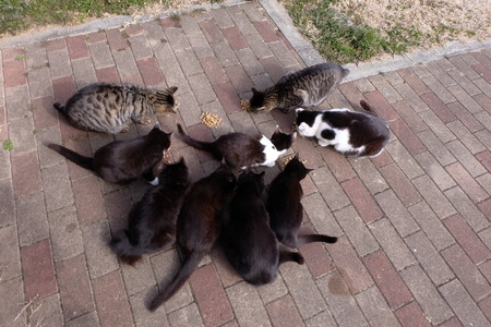 cat on a cat islandの写真素材