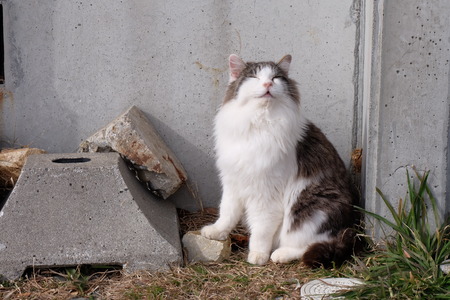 cat on a cat islandの写真素材