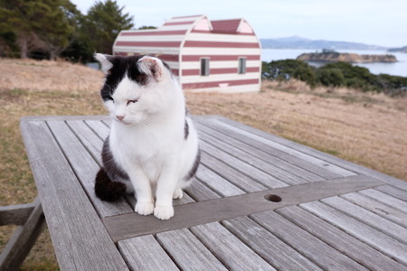 cat on a cat islandの写真素材