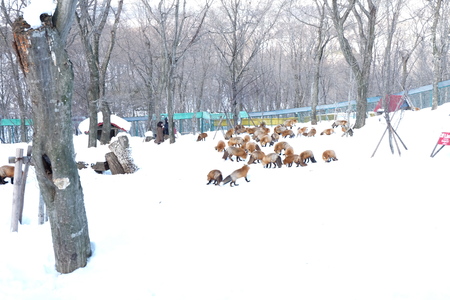 fox village in yamagataの写真素材