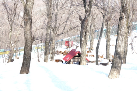fox village in yamagataの写真素材