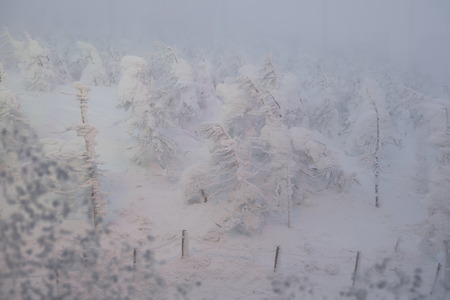 snow monsterの写真素材