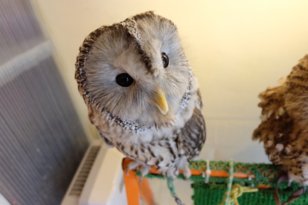 Owl in Owl cafeの写真素材