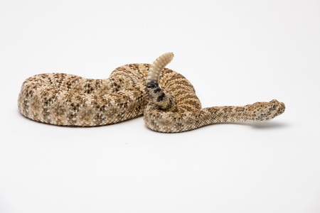 Speckled Rattlesnake on White Background