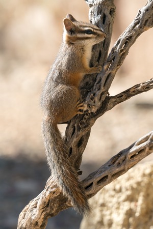Cliff Chipmunk on Branchの写真素材